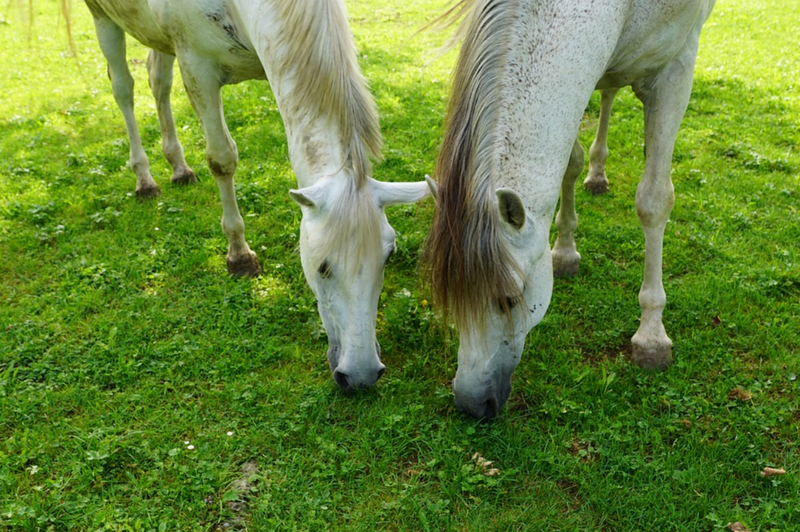 7 Ways to Keep Your Horse Safe in Hot Weather Fauna Care